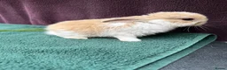 Mini Lop rabbits for sale: Three mini lop boys available  - Advert 9