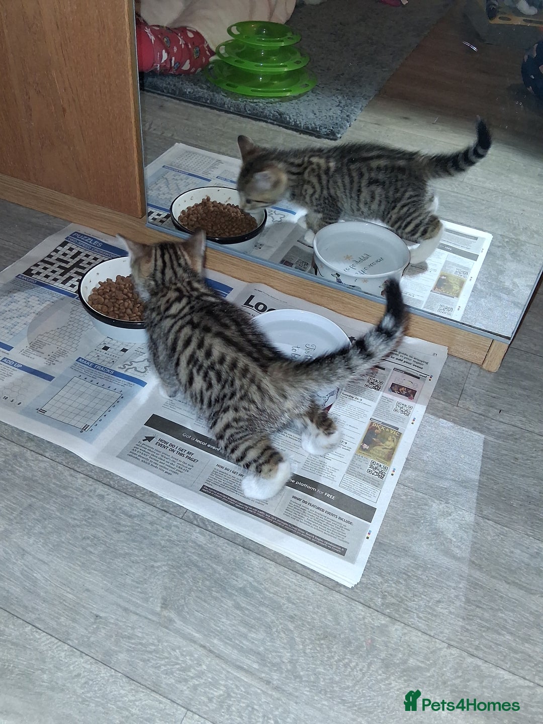 Bengal cats for sale: 1 Bengal boy  1 brown tabby boy - Advert 7