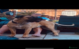 Mixed Breed dogs for sale: bullmastiff mix for sale - Image 4