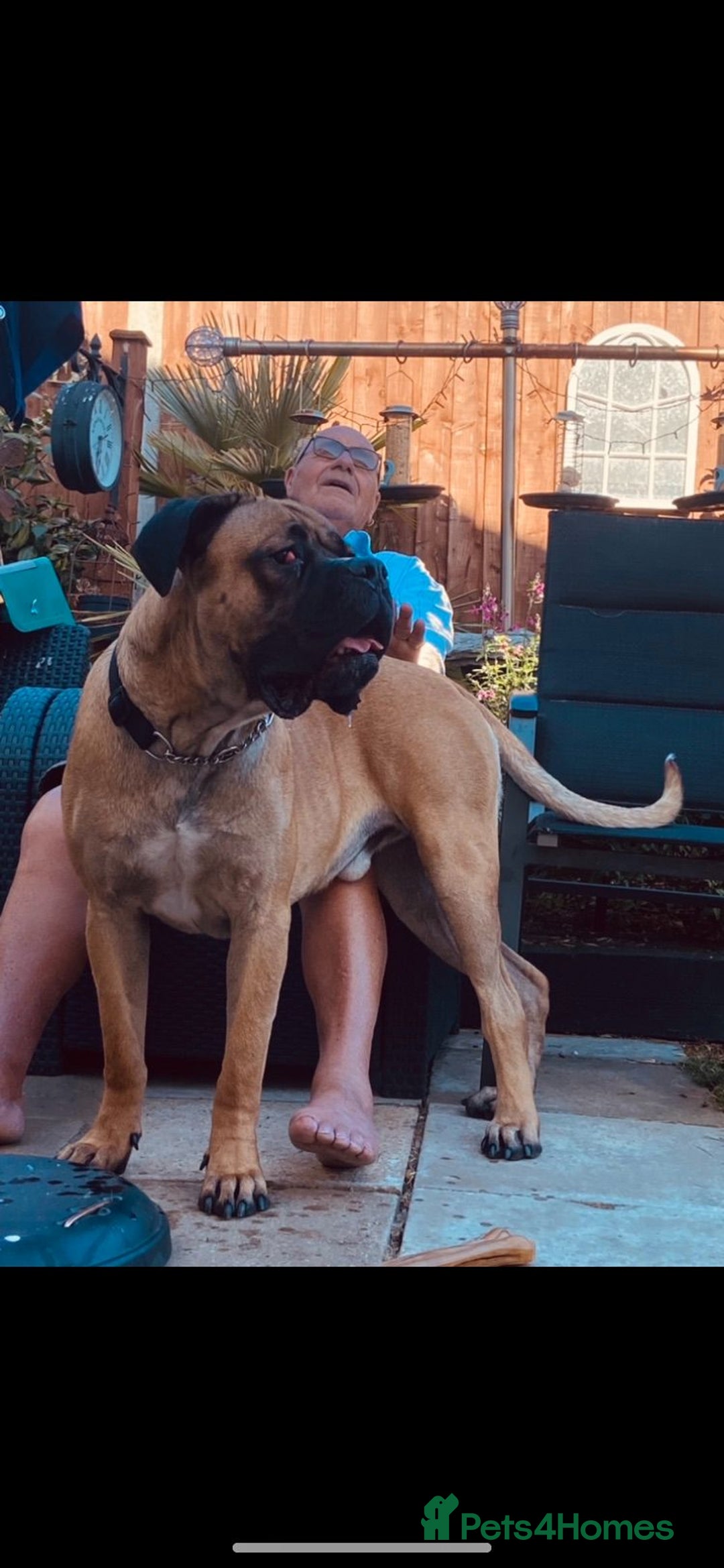 Mixed Breed dogs for sale: bullmastiff mix for sale - Image 4