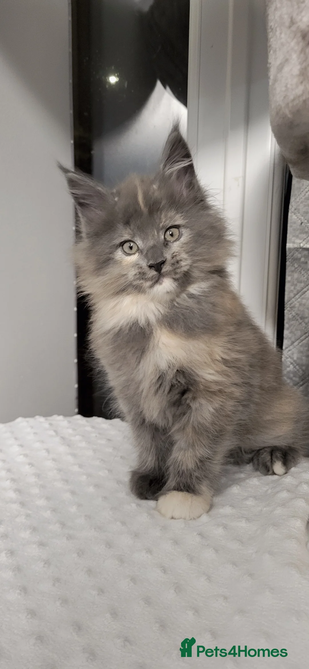 Maine Coon cats for sale: GCCF - Maine Coon Kittens - Advert 19