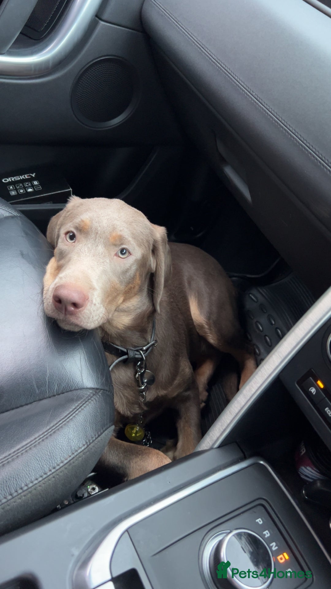 Labrador Retriever dogs for sale: One year old female Labrador  - Image 4