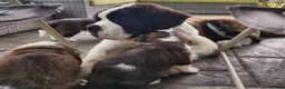 Saint Bernard dogs for sale: Beautiful Saint Bernard puppies ready for sale - Advert 2