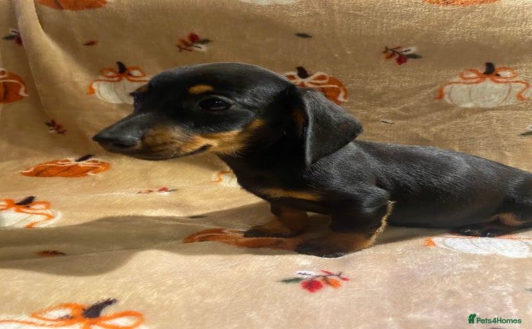 Dachshund dogs - Advert 2