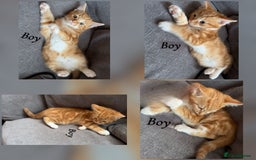 Mixed Breed cats for sale: 9 Beautiful Mixed Kittens - Image 13