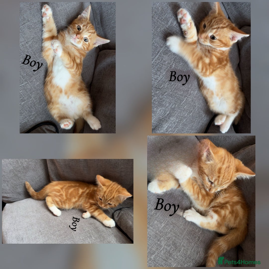 Mixed Breed cats for sale: 9 Beautiful Mixed Kittens - Image 13