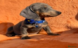 Miniature Dachshund dogs for sale: KC Reg Miniature Dachshund Puppies  - Image 26