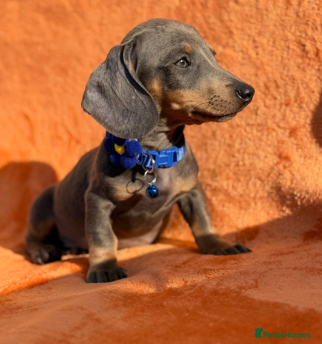 Miniature Dachshund dogs for sale: KC Reg Miniature Dachshund Puppies  - Image 26