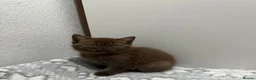 British Shorthair cats for sale: Stunning chocolate BSH & BLH kittens - Advert 20