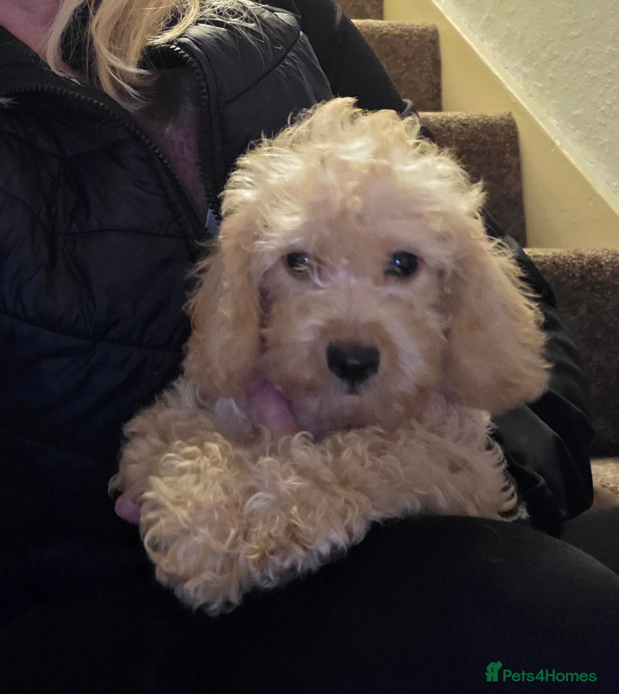 Jackapoo dogs Toy poodle 3/4 puppies  - Advert 6