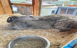 Continental Giant rabbits for sale: Beautiful Giant Rabbit Female - Advert 3
