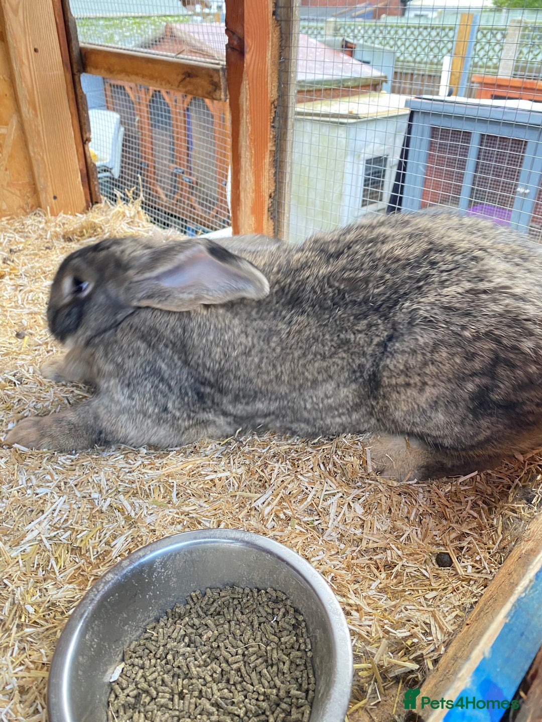 Continental Giant rabbits for sale: Beautiful Giant Rabbit Female - Advert 3