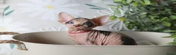 Sphynx cats for sale: Beautiful Pedigree Sphynx Kittens  - Advert 1