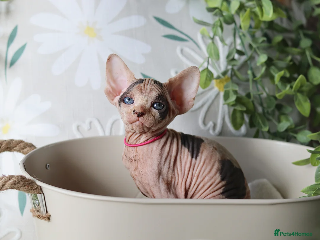 Sphynx cats for sale: Beautiful Pedigree Sphynx Kittens  - Advert 1