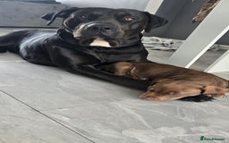 Mixed Breed dogs for sale: Dobermam x Bully Male Pup - Image 5