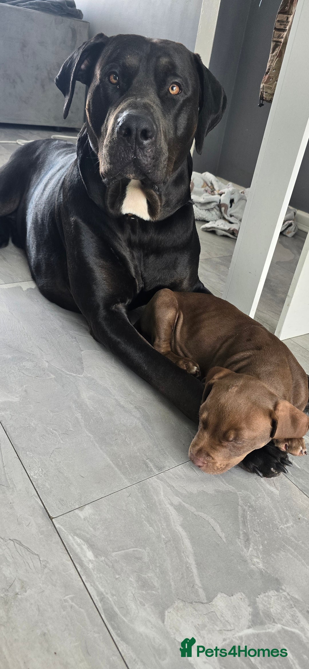 Mixed Breed dogs for sale: Dobermam x Bully Male Pup - Image 5