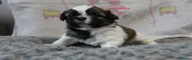 PRINCE