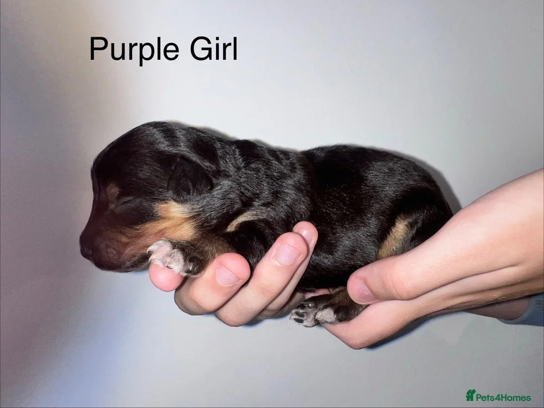 Mixed Breed dogs for sale: Lassie/Border Collie X Miniature Poodle - Advert 1