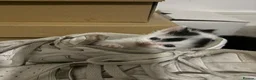 British Shorthair cats for sale: 🐾 Gorgeous 7-Week-Old Female Kittens 🐾 - Advert 4