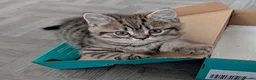 Mixed Breed cats for sale: Stunning BSH x Chinchilla Persian kittens Boy&Girl - Advert 4