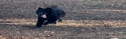 German Shepherd dogs for stud: Solid Black Long Coat German Shepherd Dog at Stud - Advert 3