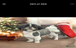Mixed Breed dogs for sale: Shitzu cross pug LAST BOY - Image 5