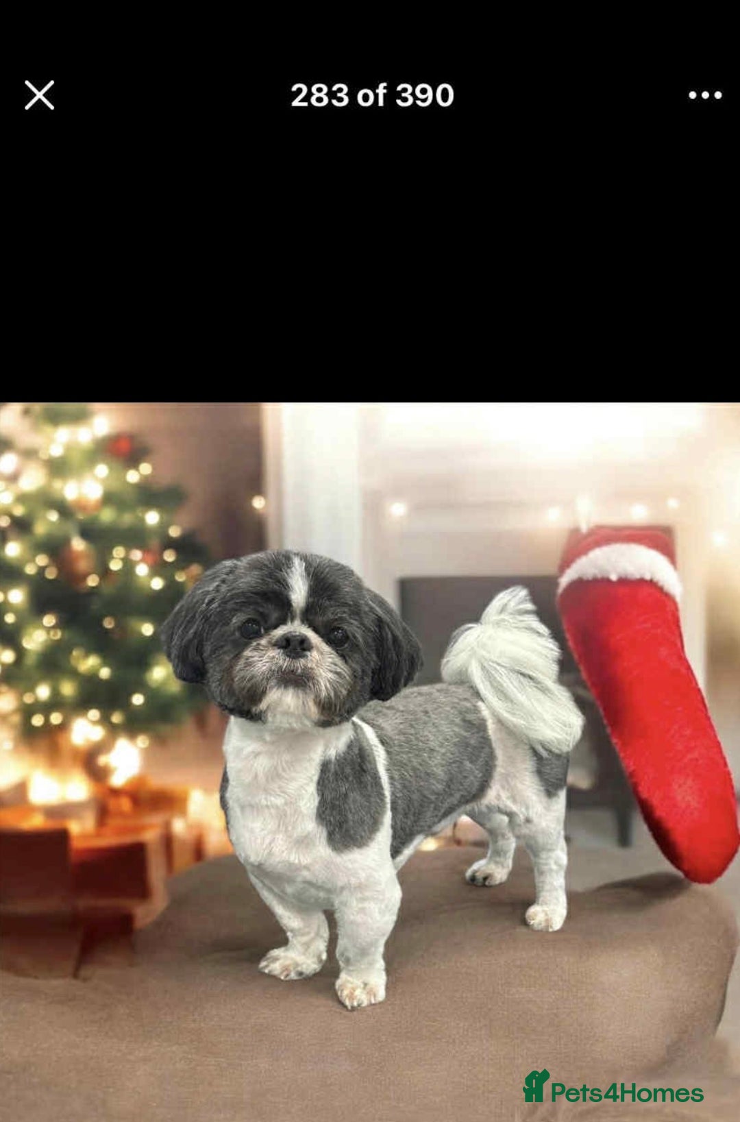 Mixed Breed dogs for sale: Shitzu cross pug LAST BOY - Image 5