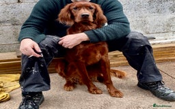 Irish Setter dogs for stud: WELL PROVEN Irish Setter for Stud in Carlisle - Image 6
