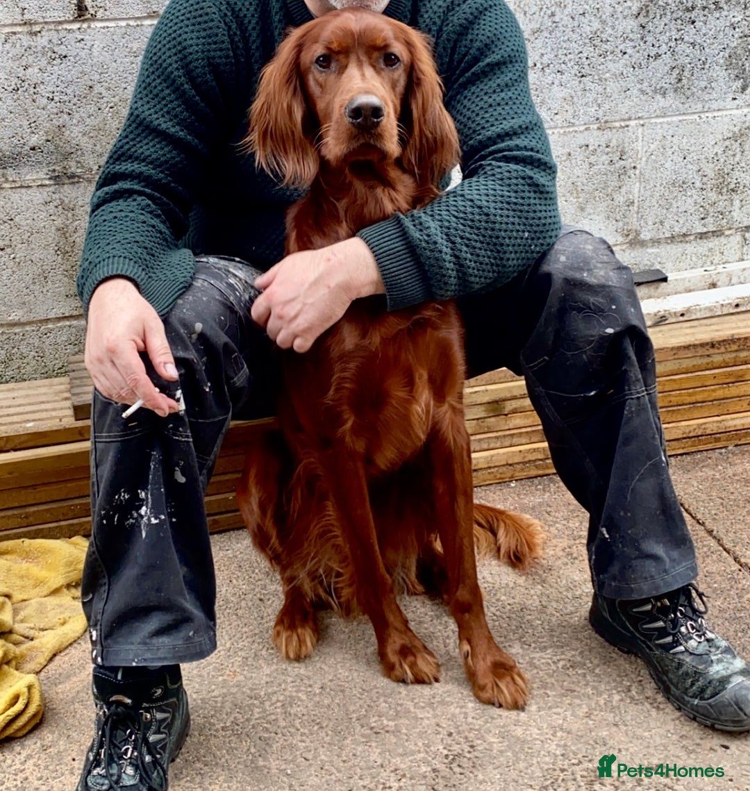 Irish Setter dogs for stud: WELL PROVEN Irish Setter for Stud in Carlisle - Image 6