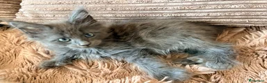 Maine Coon 2