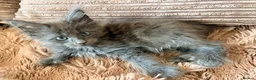 Maine Coon cats for sale: Tica registered mainecoon kittens (some polys)  - Advert 13