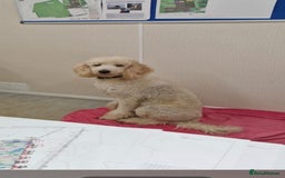 Bernedoodle dogs for sale: F1b Bernedoodle Puppies - Image 15