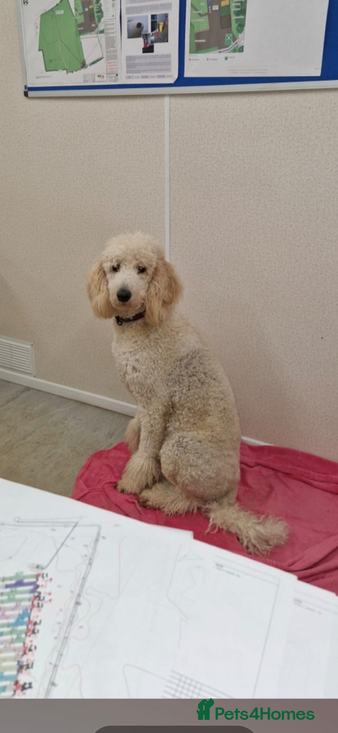 Bernedoodle dogs for sale: F1b Bernedoodle Puppies - Image 15