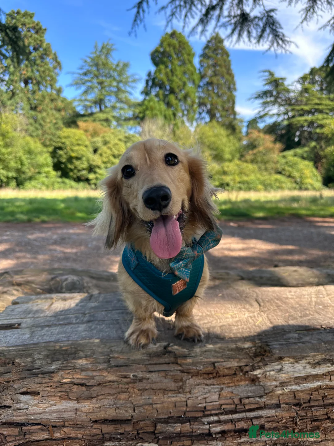 Miniature Dachshund dogs for stud: miniature longhaired dachshund for stud  - Advert 16