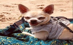 Chihuahua dogs for sale: Chihuahua  - Image 12