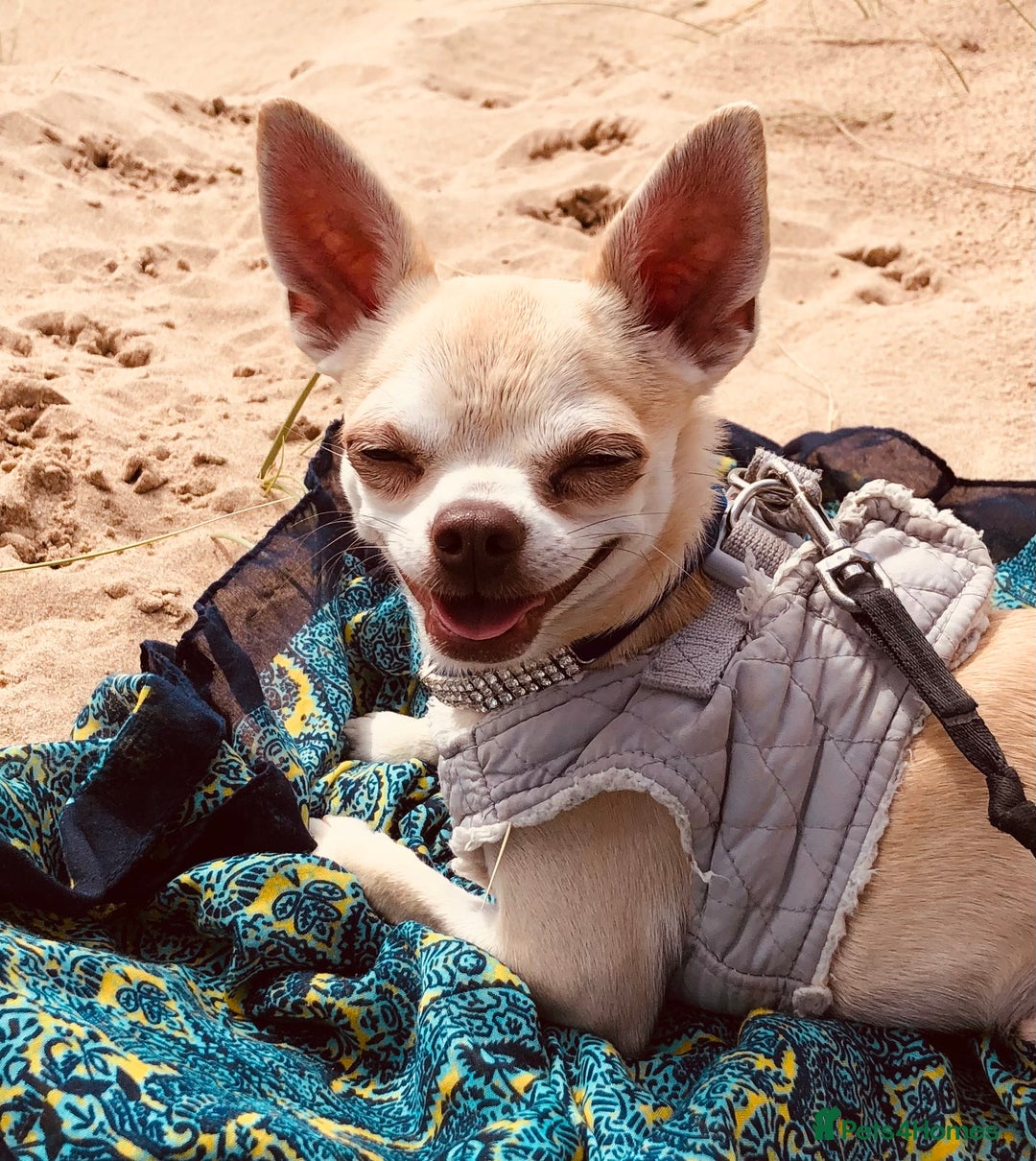 Chihuahua dogs for sale: Chihuahua  - Image 12