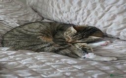 Mixed Breed cats for sale: Female mother and daughter  - Image 6