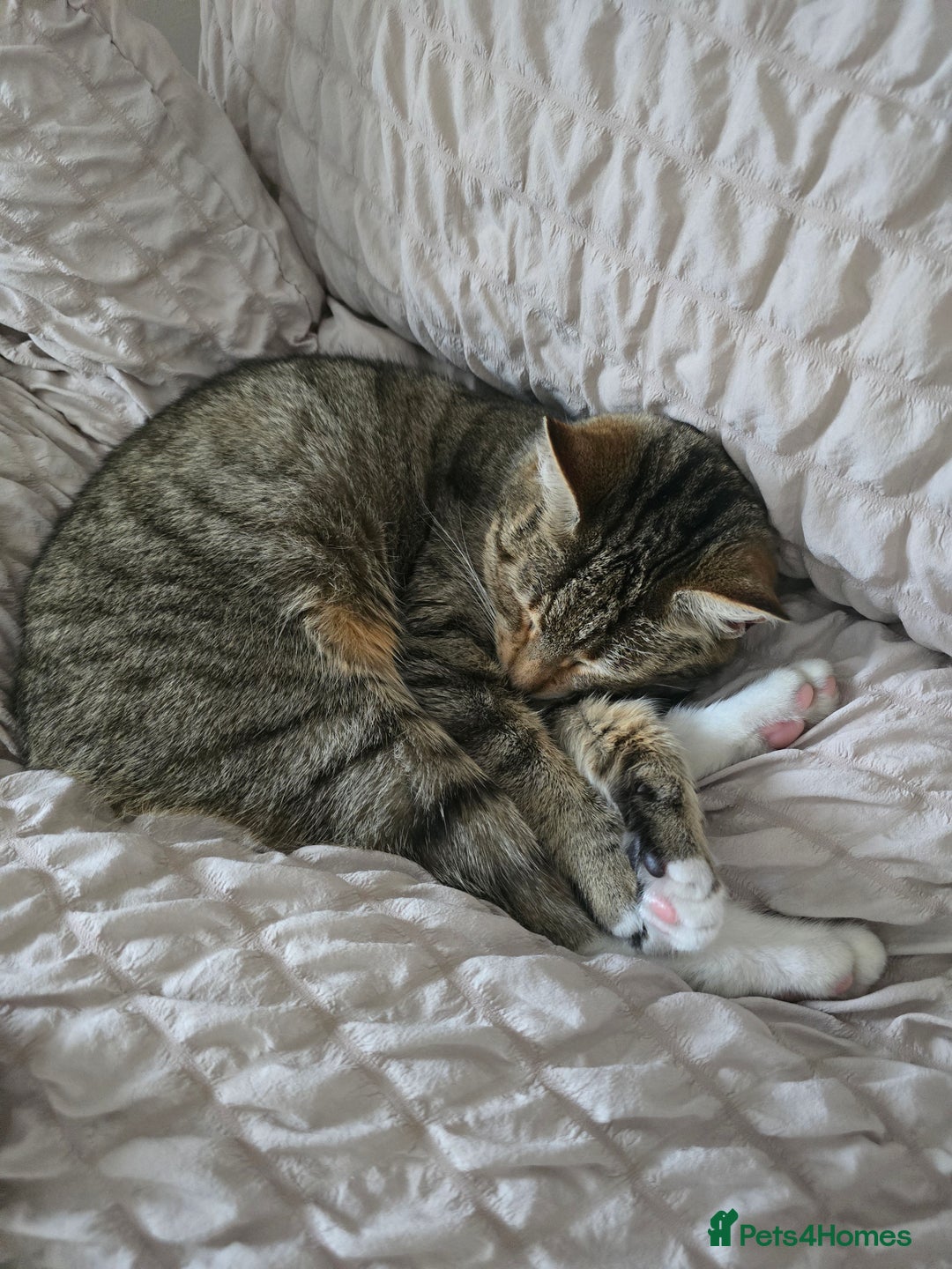 Mixed Breed cats for sale: Female mother and daughter  - Image 6