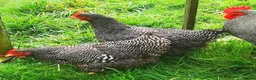 Chickens poultry for sale: POL Chickens stunning Purebreeds for sale in Callington - Advert 23