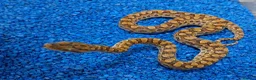 Boa Snake reptiles for sale: Argentina Rainbow Boa's - Advert 10