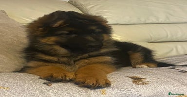 German Shepherd dogs - Advert 8