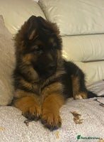 German Shepherd dogs - Advert 1