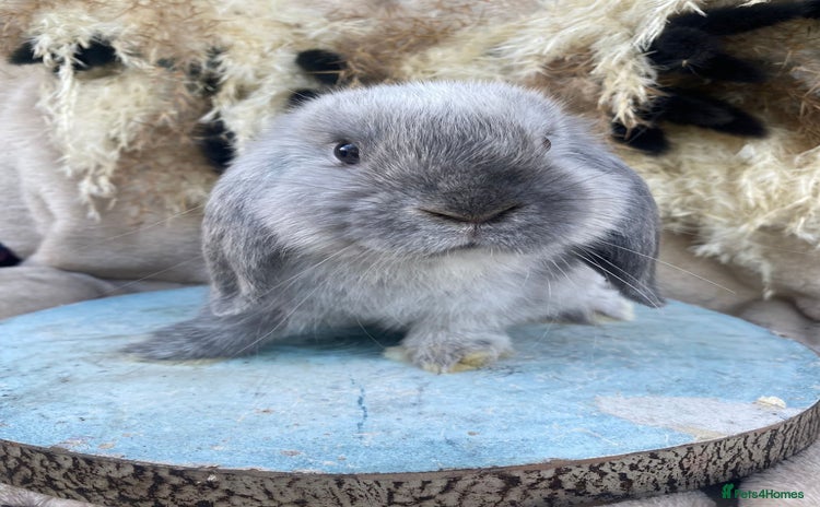 Mini Lop rabbits - Advert 8