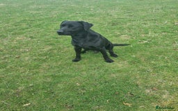 Labrador Retriever dogs for sale: Gorgeous black lab pups - Image 8