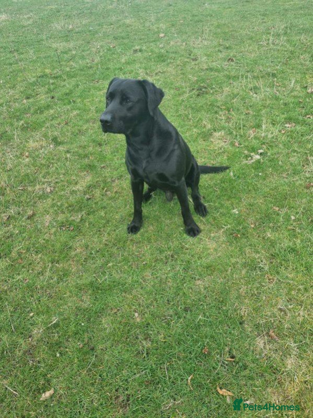 Labrador Retriever dogs for sale: Gorgeous black lab pups - Image 8