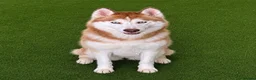 Siberian Husky dogs for sale: (Cheo) stunning adult female chocolate husky  - Advert 3
