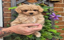Maltipoo dogs for sale: Amazing TeddyBear Asian Korean Maltipoo puppies - Image 8