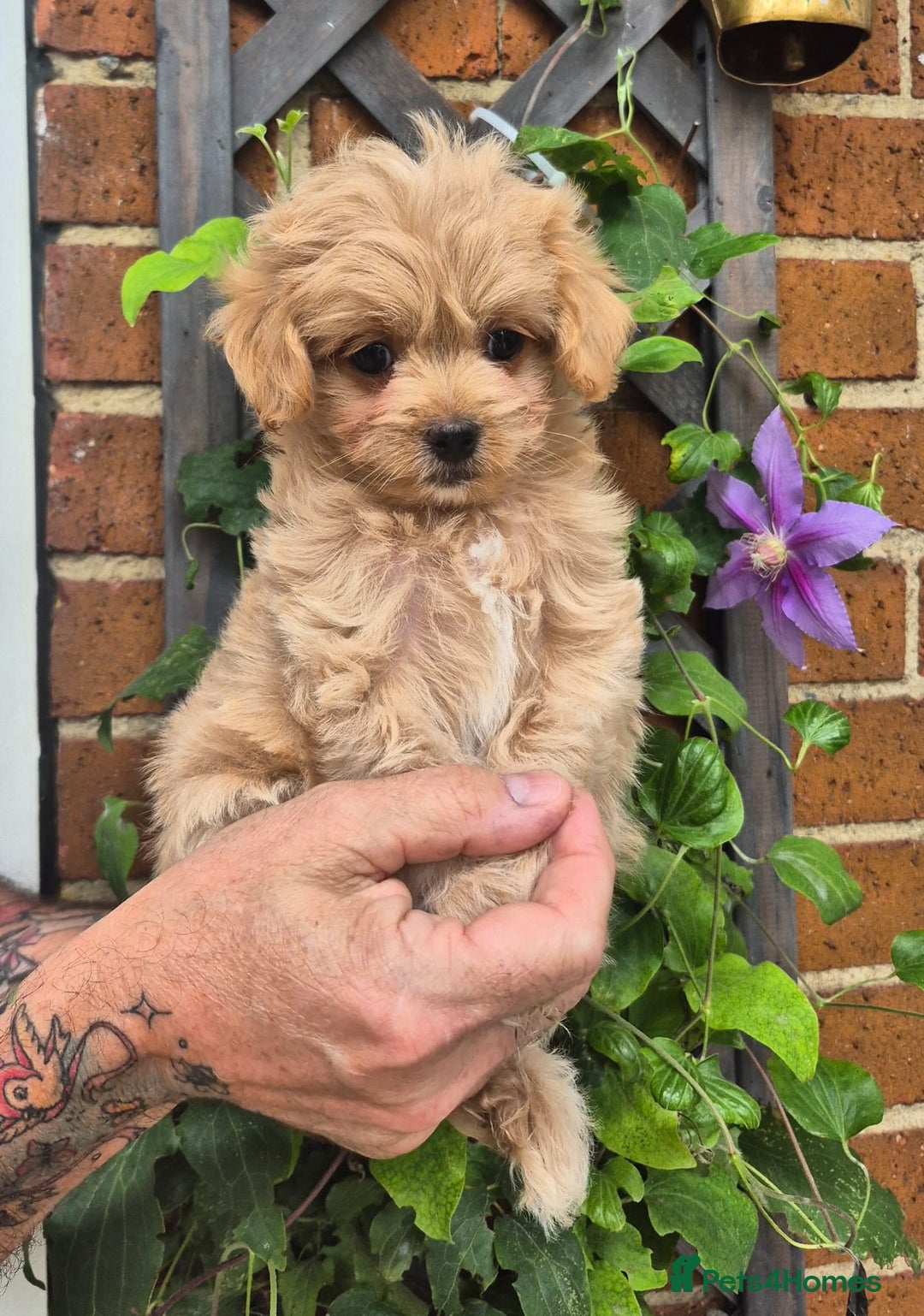 Maltipoo dogs for sale: Amazing TeddyBear Asian Korean Maltipoo puppies - Image 8
