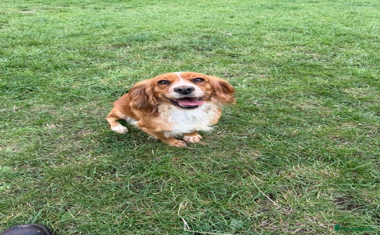 Cocker Spaniel dogs - Advert 13
