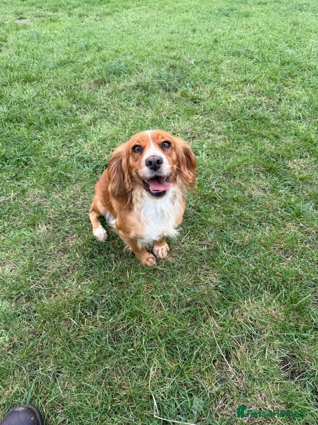 Cocker Spaniel dogs for sale: Beautiful  - Image 1